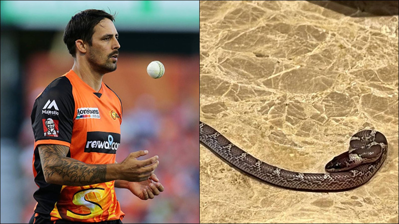 Snake enters Mitchell Johnson's hotel room in Lucknow